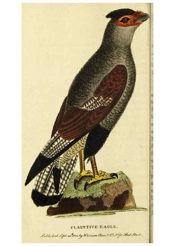 Reproducción/Reproduction 49096248366: The Naturalist's Pocket Magazine or compleat cabinet of the curiosities and beauties of nature.. London.. 