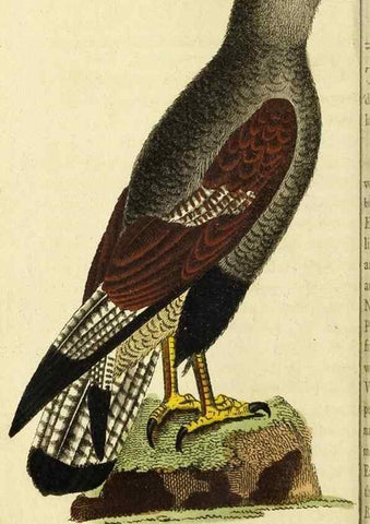 Reproducción/Reproduction 49096248366: The Naturalist's Pocket Magazine or compleat cabinet of the curiosities and beauties of nature.. London.. 