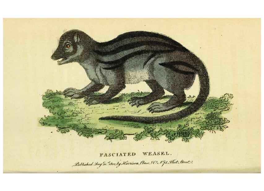 Reproducción/Reproduction 49096434367: The Naturalist's Pocket Magazine or compleat cabinet of the curiosities and beauties of nature.. London.. 