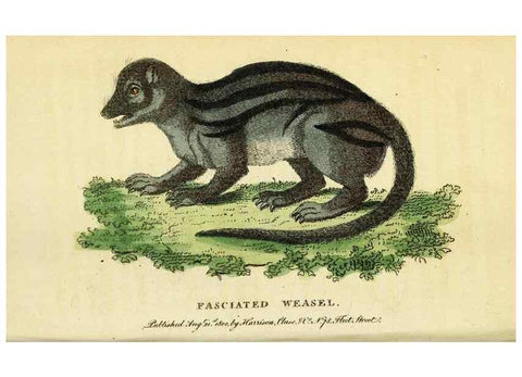 Reproducción/Reproduction 49096434367: The Naturalist's Pocket Magazine or compleat cabinet of the curiosities and beauties of nature.. London.. 