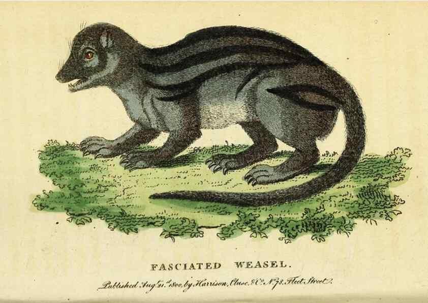 Reproducción/Reproduction 49096434367: The Naturalist's Pocket Magazine or compleat cabinet of the curiosities and beauties of nature.. London.. 