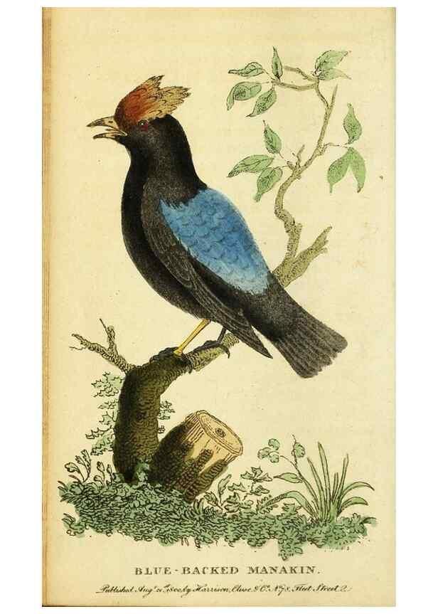 Reproducción/Reproduction 49095729458: The Naturalist's Pocket Magazine or compleat cabinet of the curiosities and beauties of nature.. London.. 