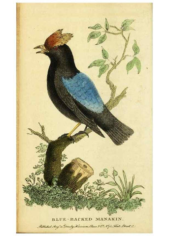 Reproducción/Reproduction 49095729458: The Naturalist's Pocket Magazine or compleat cabinet of the curiosities and beauties of nature.. London.. 