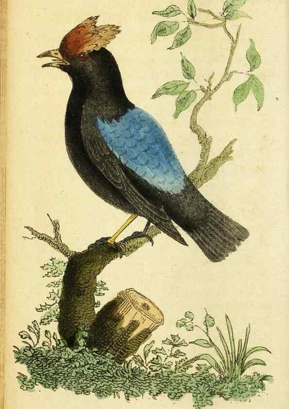 Reproducción/Reproduction 49095729458: The Naturalist's Pocket Magazine or compleat cabinet of the curiosities and beauties of nature.. London.. 