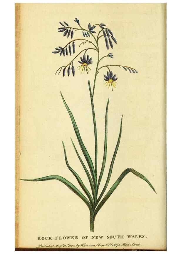Reproducción/Reproduction 49095729743: The Naturalist's Pocket Magazine or compleat cabinet of the curiosities and beauties of nature.. London.. 