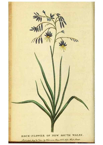 Reproducción/Reproduction 49095729743: The Naturalist's Pocket Magazine or compleat cabinet of the curiosities and beauties of nature.. London.. 
