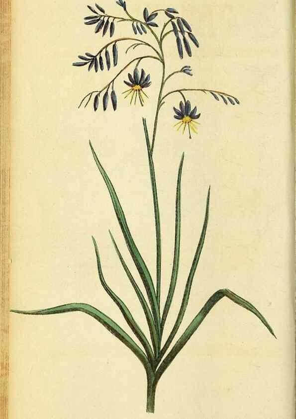 Reproducción/Reproduction 49095729743: The Naturalist's Pocket Magazine or compleat cabinet of the curiosities and beauties of nature.. London.. 