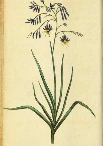 Reproducción/Reproduction 49095729743: The Naturalist's Pocket Magazine or compleat cabinet of the curiosities and beauties of nature.. London.. 
