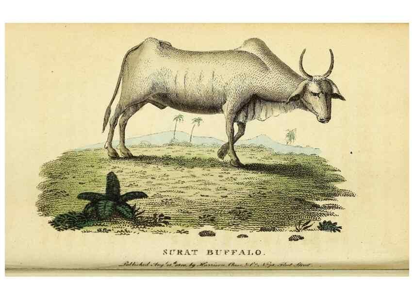 Reproducción/Reproduction 49096244231: The Naturalist's Pocket Magazine or compleat cabinet of the curiosities and beauties of nature.. London.. 