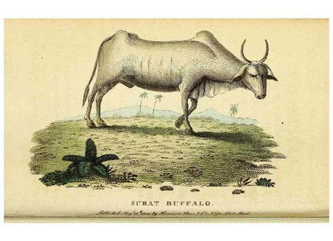 Reproducción/Reproduction 49096244231: The Naturalist's Pocket Magazine or compleat cabinet of the curiosities and beauties of nature.. London.. 