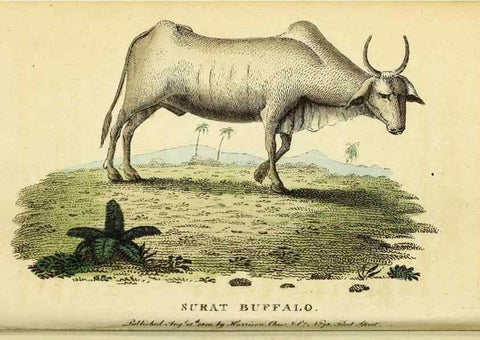 Reproducción/Reproduction 49096244231: The Naturalist's Pocket Magazine or compleat cabinet of the curiosities and beauties of nature.. London.. 