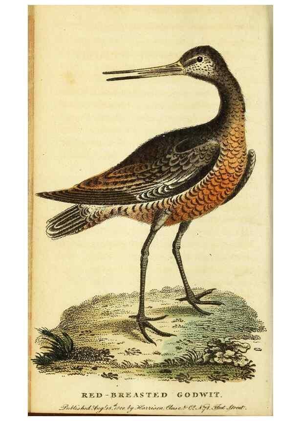 Reproducción/Reproduction 49096435592: The Naturalist's Pocket Magazine or compleat cabinet of the curiosities and beauties of nature.. London.. 