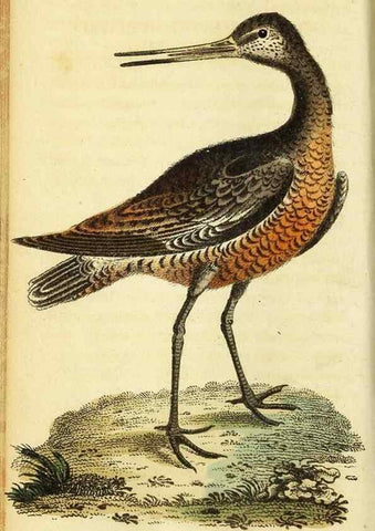 Reproducción/Reproduction 49096435592: The Naturalist's Pocket Magazine or compleat cabinet of the curiosities and beauties of nature.. London.. 