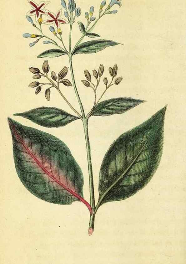 Reproducción/Reproduction 49095730613: The Naturalist's Pocket Magazine or compleat cabinet of the curiosities and beauties of nature.. London.. 
