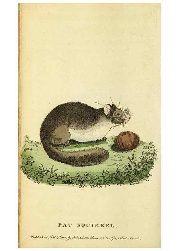 Reproducción/Reproduction 49096245101: The Naturalist's Pocket Magazine or compleat cabinet of the curiosities and beauties of nature.. London.. 