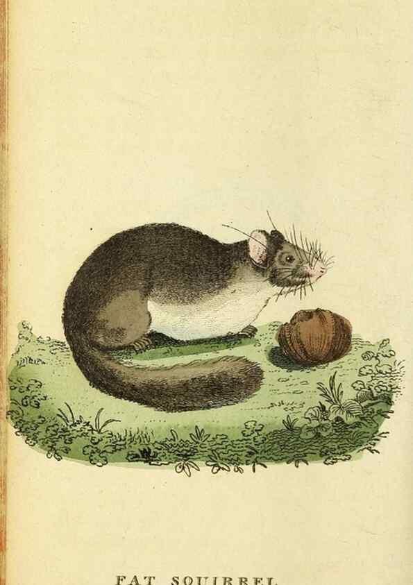 Reproducción/Reproduction 49096245101: The Naturalist's Pocket Magazine or compleat cabinet of the curiosities and beauties of nature.. London.. 