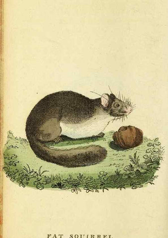 Reproducción/Reproduction 49096245101: The Naturalist's Pocket Magazine or compleat cabinet of the curiosities and beauties of nature.. London.. 