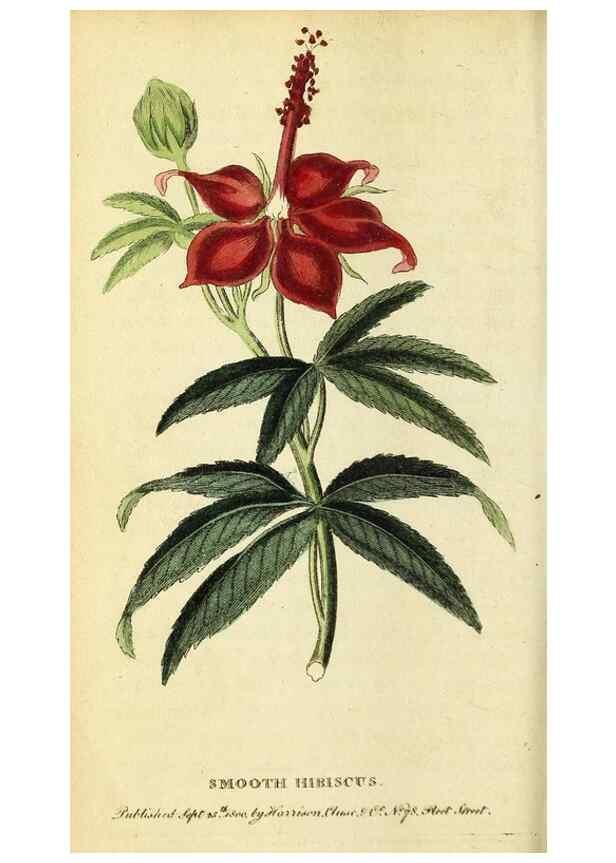 Reproducción/Reproduction 49095734893: The Naturalist's Pocket Magazine or compleat cabinet of the curiosities and beauties of nature.. London.. 