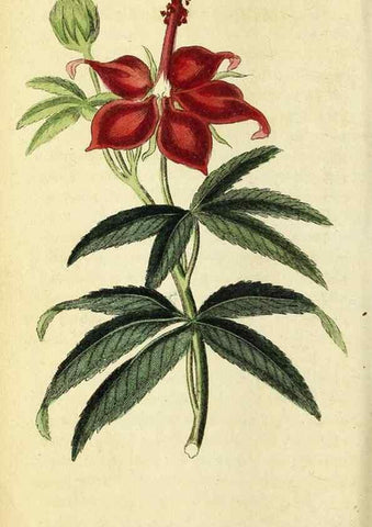 Reproducción/Reproduction 49095734893: The Naturalist's Pocket Magazine or compleat cabinet of the curiosities and beauties of nature.. London.. 