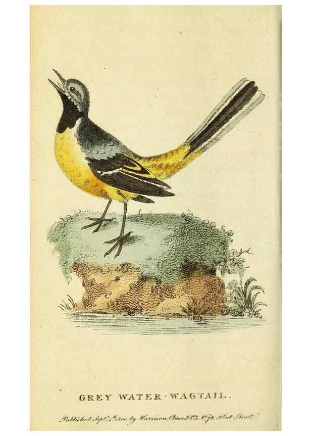 Reproducción/Reproduction 49095731353: The Naturalist's Pocket Magazine or compleat cabinet of the curiosities and beauties of nature.. London.. 