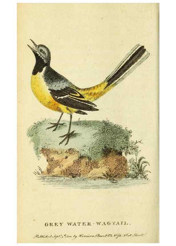 Reproducción/Reproduction 49095731353: The Naturalist's Pocket Magazine or compleat cabinet of the curiosities and beauties of nature.. London.. 