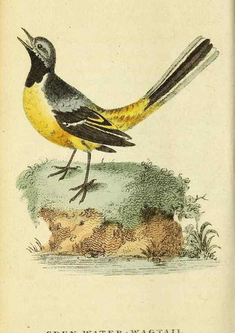 Reproducción/Reproduction 49095731353: The Naturalist's Pocket Magazine or compleat cabinet of the curiosities and beauties of nature.. London.. 