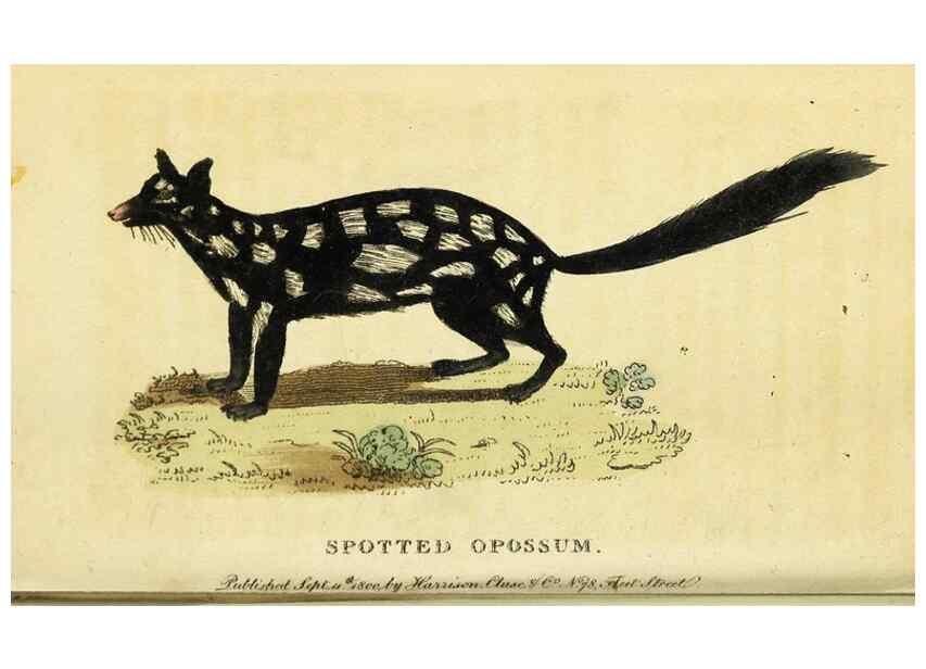 Reproducción/Reproduction 49095732078: The Naturalist's Pocket Magazine or compleat cabinet of the curiosities and beauties of nature.. London.. 