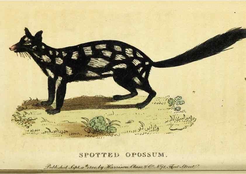 Reproducción/Reproduction 49095732078: The Naturalist's Pocket Magazine or compleat cabinet of the curiosities and beauties of nature.. London.. 