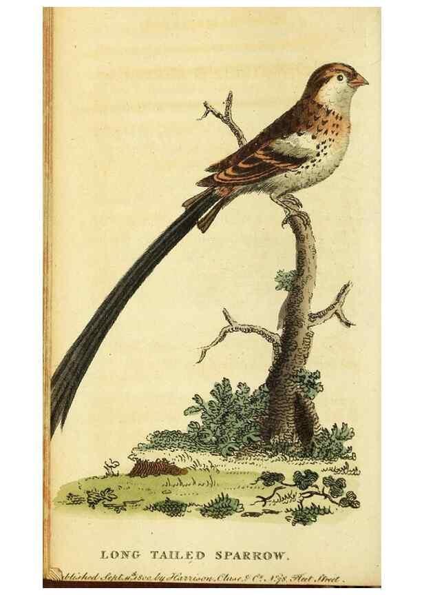 Reproducción/Reproduction 49095732348: The Naturalist's Pocket Magazine or compleat cabinet of the curiosities and beauties of nature.. London.. 