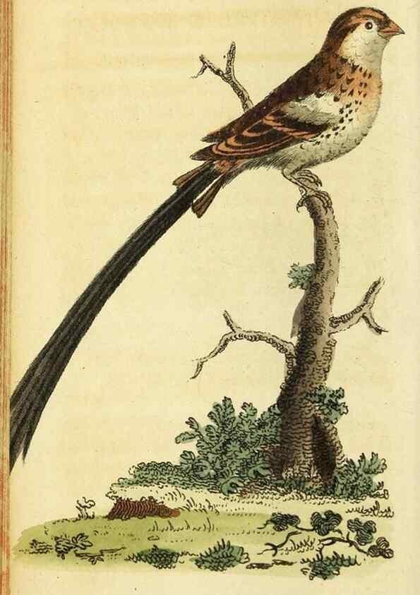 Reproducción/Reproduction 49095732348: The Naturalist's Pocket Magazine or compleat cabinet of the curiosities and beauties of nature.. London.. 