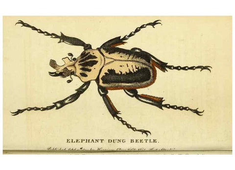 Reproducción/Reproduction 49096437972: The Naturalist's Pocket Magazine or compleat cabinet of the curiosities and beauties of nature.. London.. 