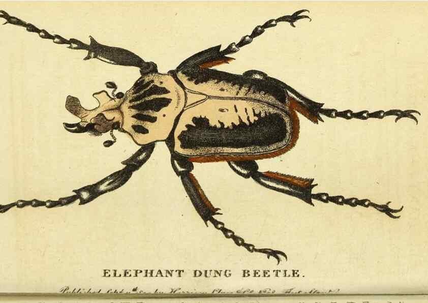 Reproducción/Reproduction 49096437972: The Naturalist's Pocket Magazine or compleat cabinet of the curiosities and beauties of nature.. London.. 