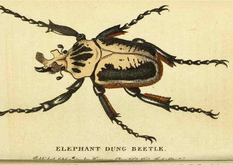 Reproducción/Reproduction 49096437972: The Naturalist's Pocket Magazine or compleat cabinet of the curiosities and beauties of nature.. London.. 