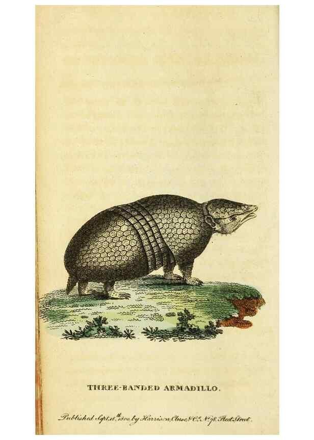 Reproducción/Reproduction 49096247041: The Naturalist's Pocket Magazine or compleat cabinet of the curiosities and beauties of nature.. London.. 