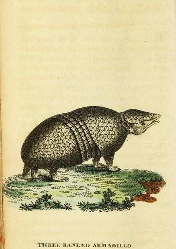 Reproducción/Reproduction 49096247041: The Naturalist's Pocket Magazine or compleat cabinet of the curiosities and beauties of nature.. London.. 