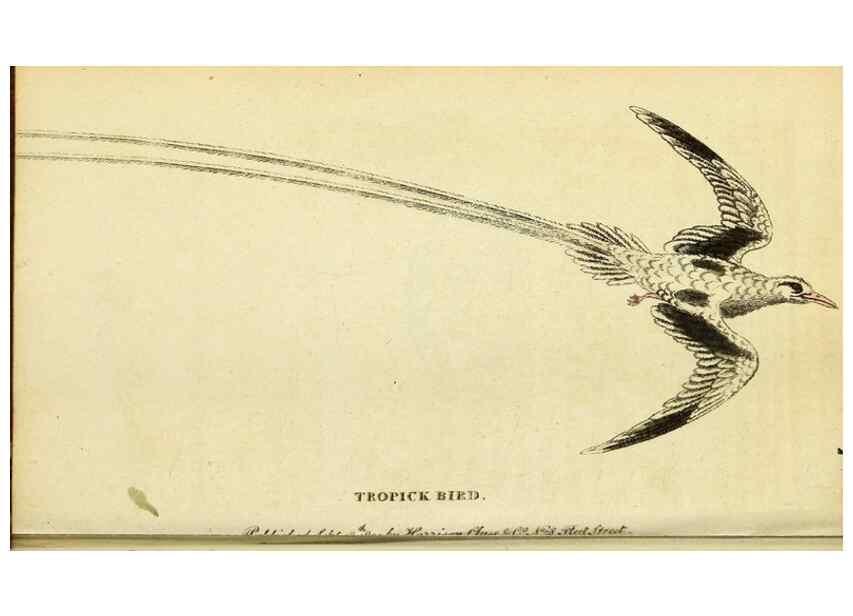 Reproducción/Reproduction 49095733278: The Naturalist's Pocket Magazine or compleat cabinet of the curiosities and beauties of nature.. London.. 