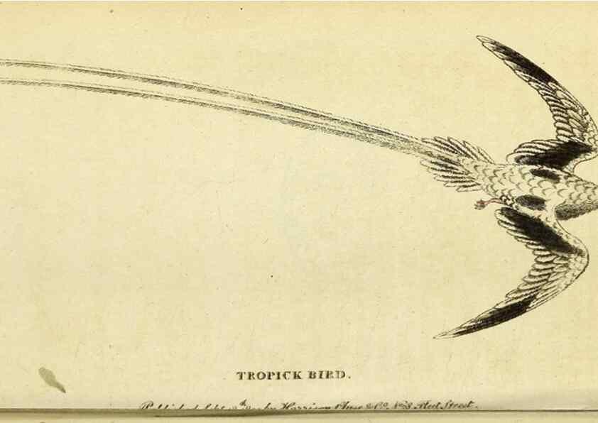 Reproducción/Reproduction 49095733278: The Naturalist's Pocket Magazine or compleat cabinet of the curiosities and beauties of nature.. London.. 