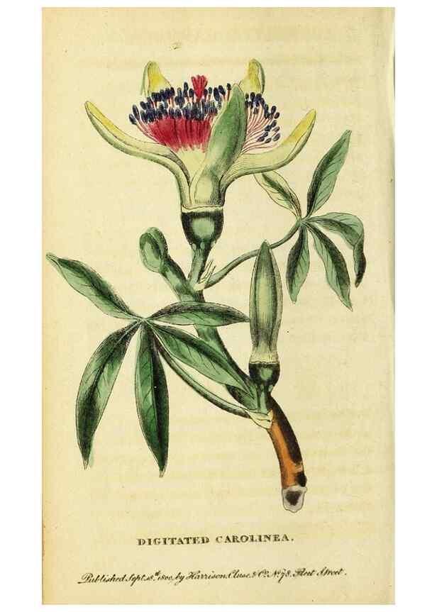 Reproducción/Reproduction 49096439022: The Naturalist's Pocket Magazine or compleat cabinet of the curiosities and beauties of nature.. London.. 