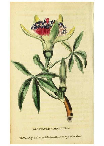 Reproducción/Reproduction 49096439022: The Naturalist's Pocket Magazine or compleat cabinet of the curiosities and beauties of nature.. London.. 