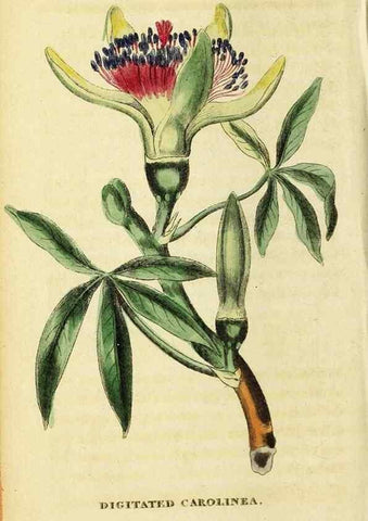 Reproducción/Reproduction 49096439022: The Naturalist's Pocket Magazine or compleat cabinet of the curiosities and beauties of nature.. London.. 