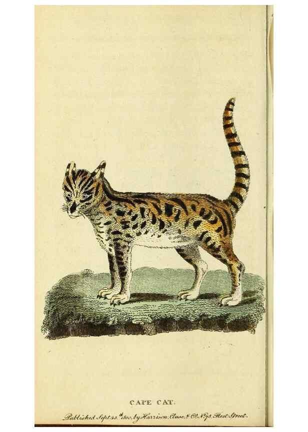 Reproducción/Reproduction 49096248141: The Naturalist's Pocket Magazine or compleat cabinet of the curiosities and beauties of nature.. London.. 