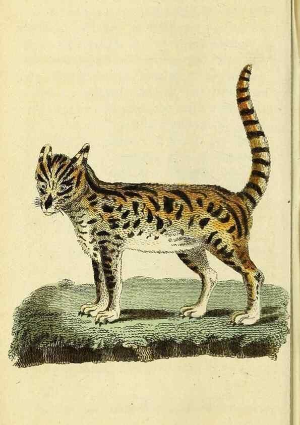 Reproducción/Reproduction 49096248141: The Naturalist's Pocket Magazine or compleat cabinet of the curiosities and beauties of nature.. London.. 