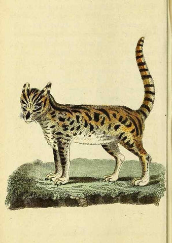 Reproducción/Reproduction 49096248141: The Naturalist's Pocket Magazine or compleat cabinet of the curiosities and beauties of nature.. London.. 