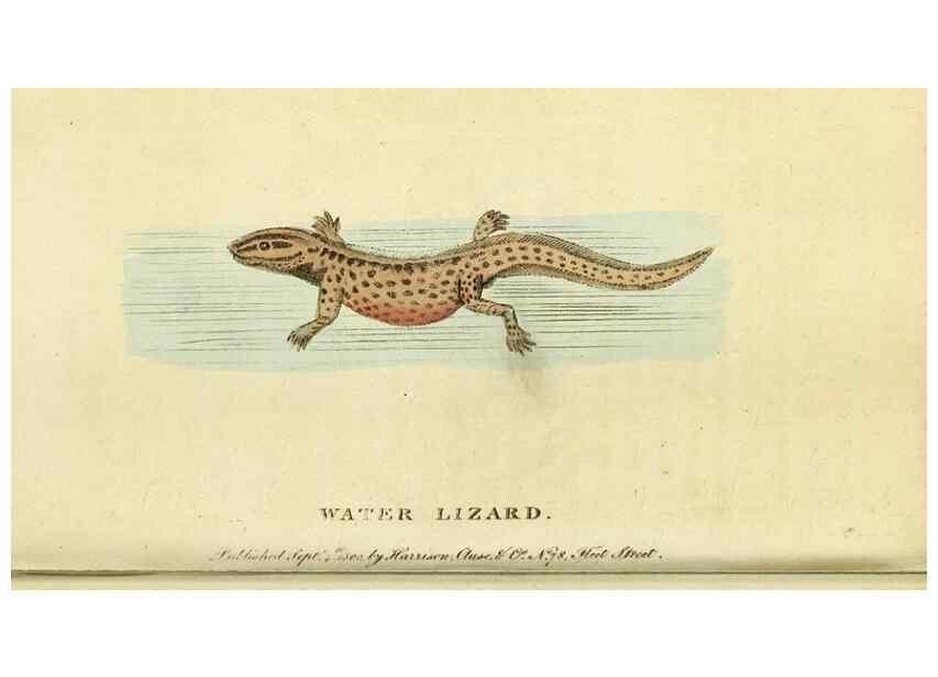 Reproducción/Reproduction 49096245621: The Naturalist's Pocket Magazine or compleat cabinet of the curiosities and beauties of nature.. London.. 