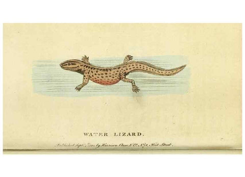 Reproducción/Reproduction 49096245621: The Naturalist's Pocket Magazine or compleat cabinet of the curiosities and beauties of nature.. London.. 