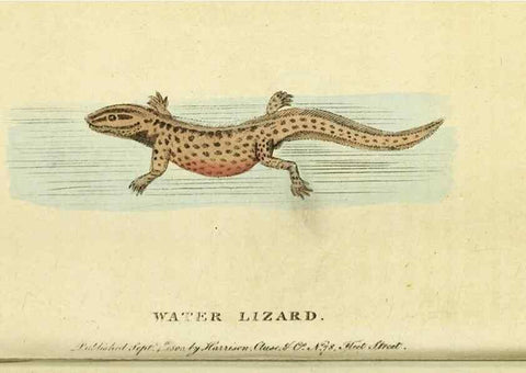 Reproducción/Reproduction 49096245621: The Naturalist's Pocket Magazine or compleat cabinet of the curiosities and beauties of nature.. London.. 