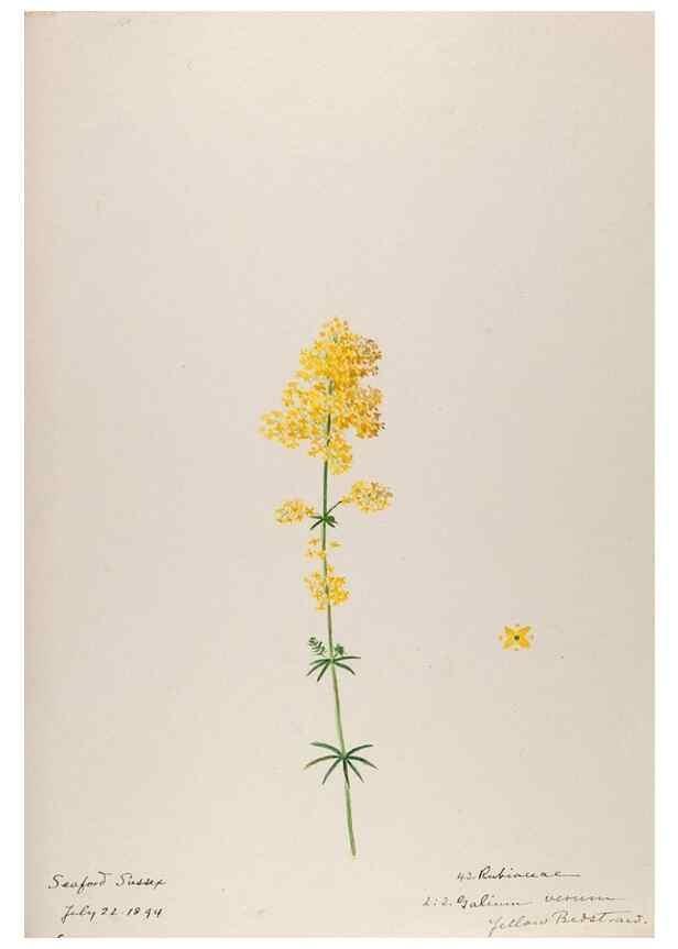 Reproducción/Reproduction 48792826737: [Water-color sketches of plants of North America and Europe]. . 