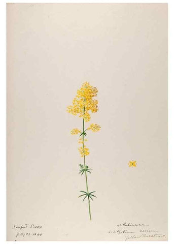 Reproducción/Reproduction 48792826737: [Water-color sketches of plants of North America and Europe]. . 