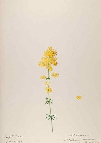 Reproducción/Reproduction 48792826737: [Water-color sketches of plants of North America and Europe]. . 