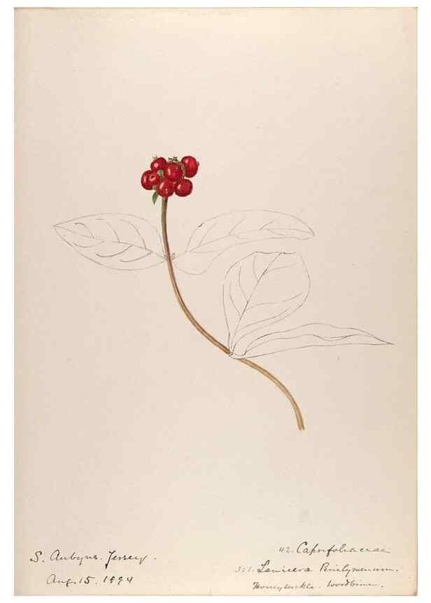 Reproducción/Reproduction 48792318173: [Water-color sketches of plants of North America and Europe]. . 